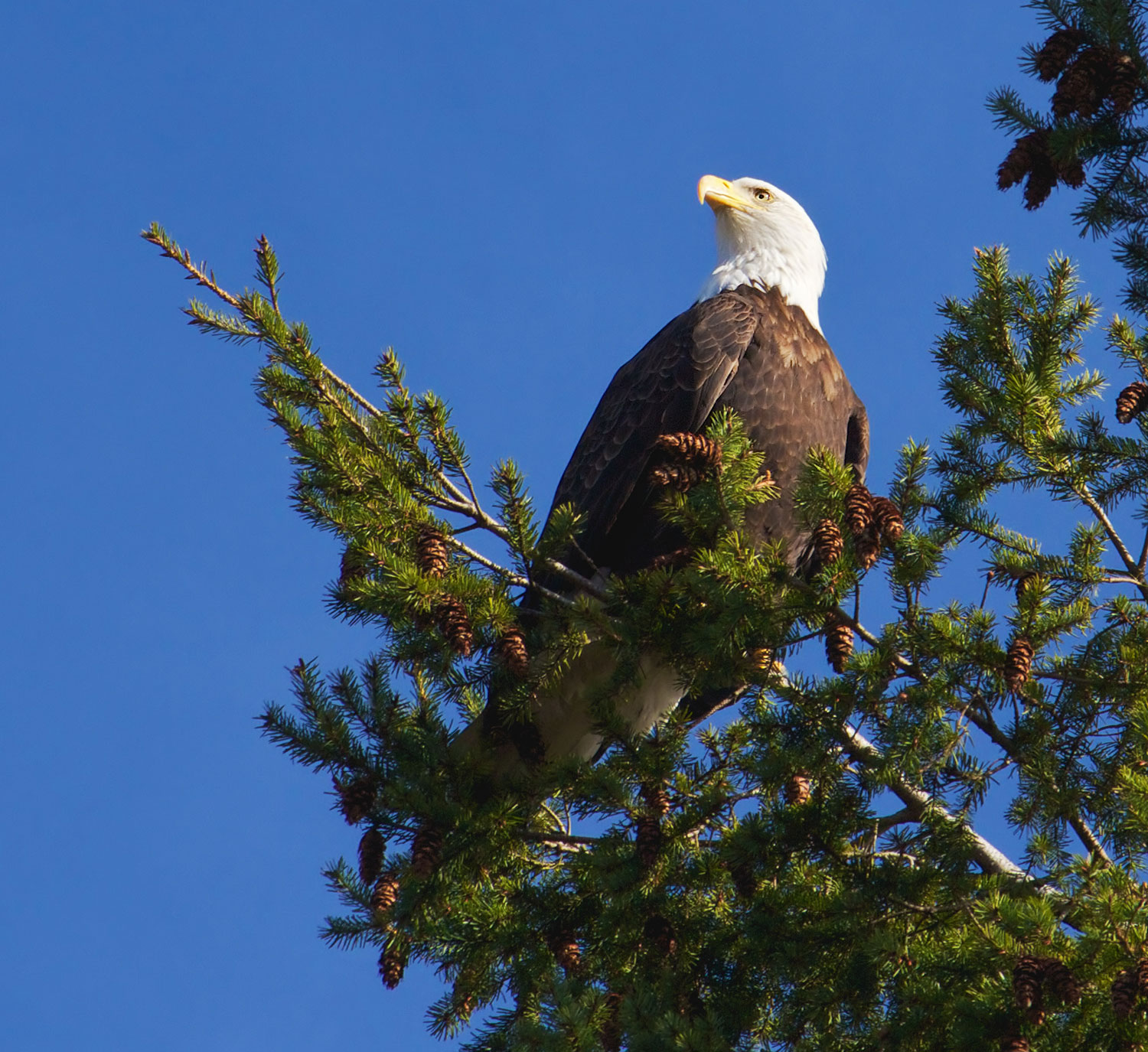 Eagle Watching in Skagit Valley