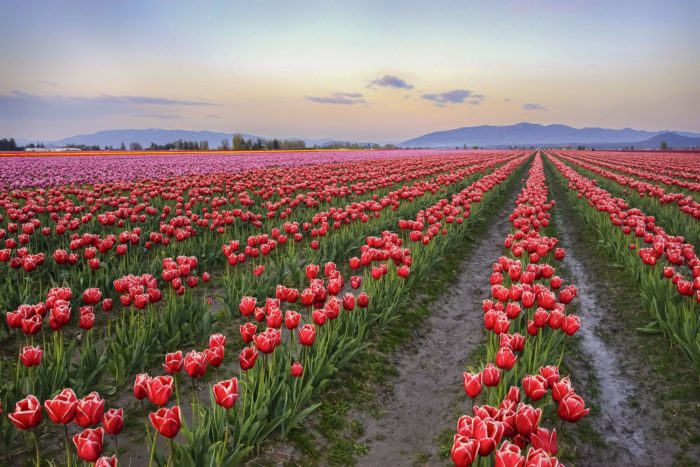 Skagit County tulip field